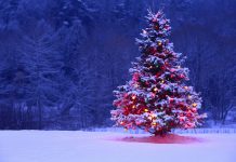 На Дон доставили первую партию новогодних елей из Ульяновской области