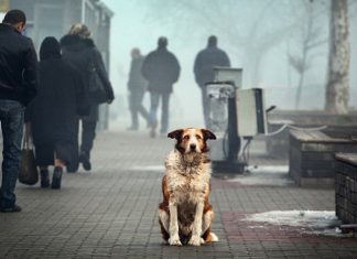 В Ростове построят новый приют для 3000 животных