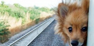 Животных разрешили перевозить в плацкарте