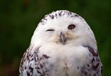 В ростовском зоопарке появились новые хищные птицы