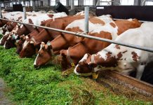 В Милютинском районе сняли ограничения из-за бешенства животных