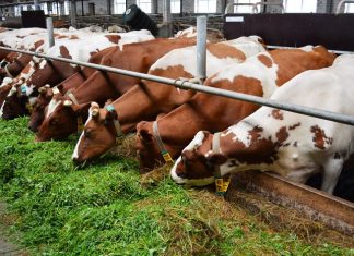 Фермеры Дона могут зарезать скот из-за нехватки кормов