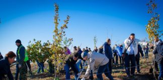 В Ростове 13 тысяч деревьев посадят за счет предприятий