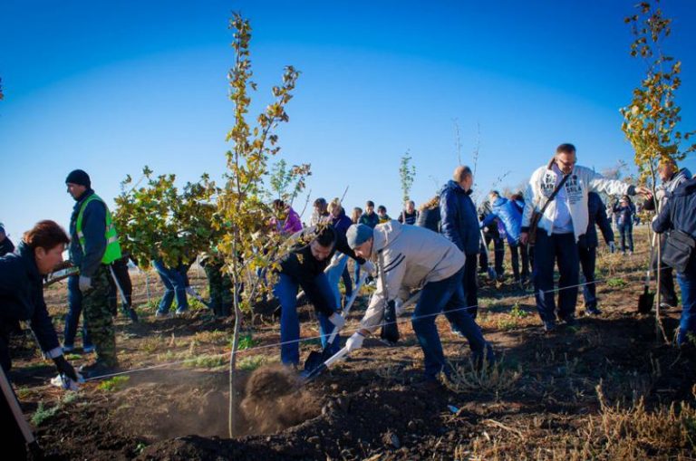 В Ростовской области в День древонасаждения высадили 92 тысячи деревьев