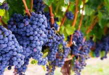 В Ростовской области может сократиться урожай винограда в 1,5 раза