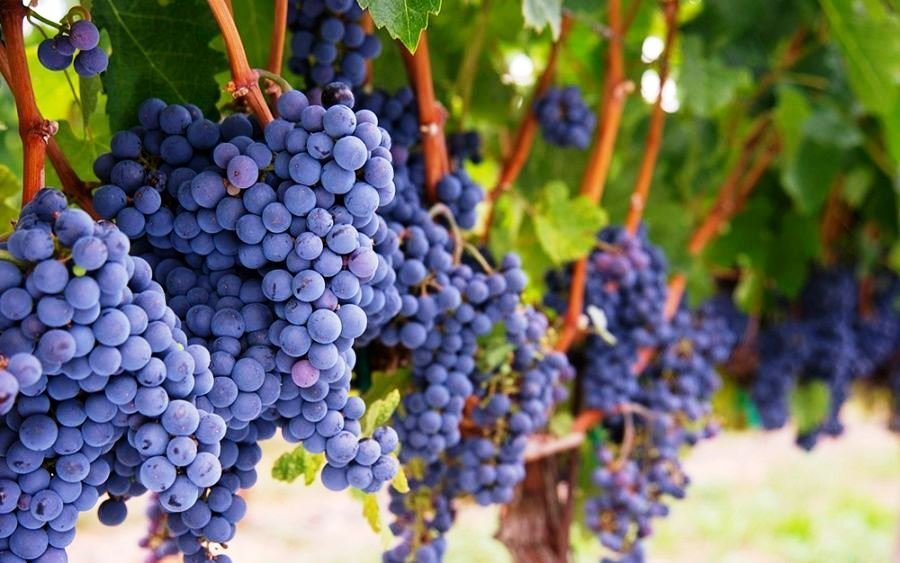 В Ростовской области виноградарям субсидируют затраты на покупку техники
