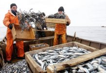 В Азове построят завод по переработке рыбы за 500 млн рублей