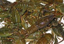 В Сальском районе двое мужчин незаконно выловили более 200 раков