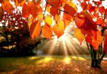 В Ростове 27 сентября ожидается +17 и без осадков