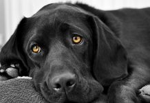 В России с 2026 года могут ввести обязательную регистрацию кошек и собак