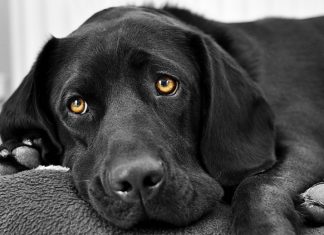 В России с 2026 года могут ввести обязательную регистрацию кошек и собак