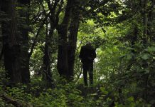 360 тысяч гектаров лесов на Дону закрыты для посещения лес // фото: с сайта: ridus.ru