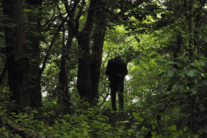 лес // фото: с сайта: ridus.ru