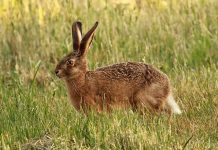 В Ростовской области возбудили уголовное дело из-за массовой гибели зайцев