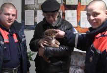 Спасатели в Ростовской области выручили из беды щенка