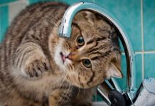 В центре Ростова отключат воду