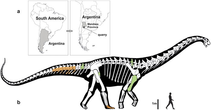 Сравнительные размеры найденного динозавра и человека//Фото с сайта nature.com