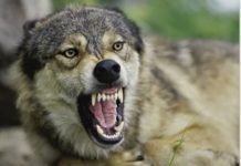 В Песчанокопских охотничьих угодьях ввели карантин из-за бешенства