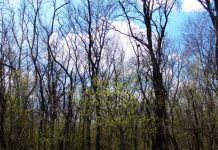 В Ростовской области хотят восстановить лесополосы