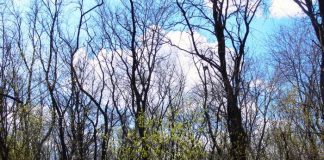 На Левом берегу Дона благоустроят городские леса к ЧМ-2018