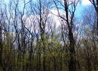 В Ростовской области хотят восстановить лесополосы