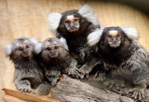 В зоопарке Ростова родились игрунки