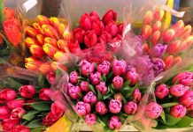 В ростовском парке им. Октябрьской революции в 2019 году расцветет 47 тысяч тюльпанов