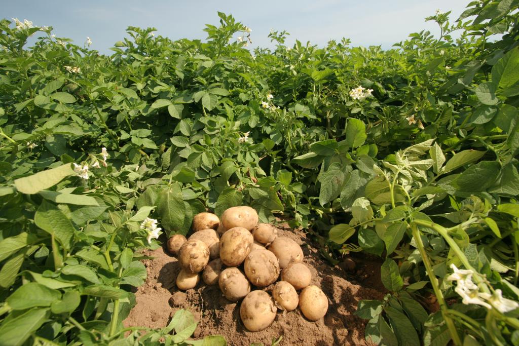 В ТПП Ростовской области прокомментировали ситуацию с ценами на картофель
