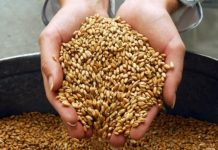 В Ростовской области 85% урожая пшеницы соответствует продовольственному стандарту