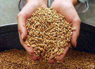 В Ростовской области 85% урожая пшеницы соответствует продовольственному стандарту