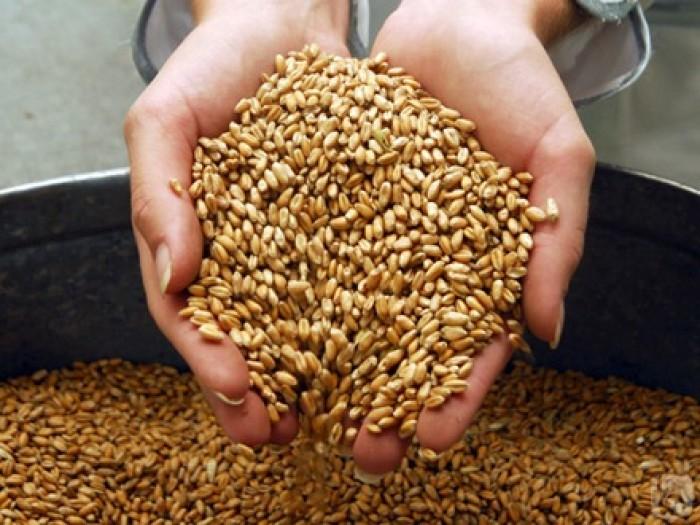 В Ростовской области запас зерна выросли на 10,5%
