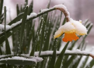 На Дону на ноябрьские праздники ожидаются туман и заморозки