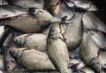 В Таганроге сотрудники УФСБ нашли пять тонн нелегальной рыбы рыба // фото с сайта namonitore.ru