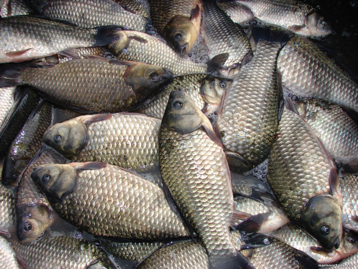 В Таганроге сотрудники УФСБ нашли пять тонн нелегальной рыбы