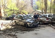 В Ростове на машину рухнуло дерево