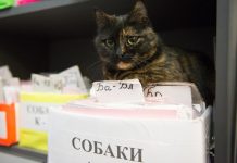 Ежемесячная акция «Стерилизация по льготной цене» действует в Ростовской области