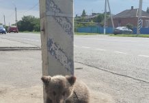 Ростовский зоопарк готов приютить медвежонка, найденного под Азовом
