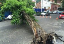 В центре Ростова снесут аварийные деревья