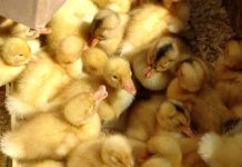 В Ростовскую область не пропустили утят из Украины