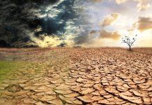 В Ростовской области ввели режим ЧС из-за засухи уже в 28 районах