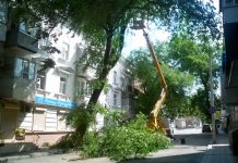 В Ростове за сутки упало 55 деревьев