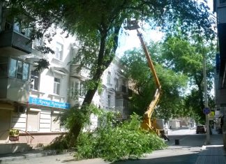 В Ростове из-за сильного ветра на четырех человек рухнуло дерево