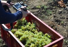 На Дону сборы винограда выросли почти на 9% Виноград // Фото: «Городской репортер»