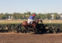 Законность закрытия ипподрома в Ростове проверит прокуратура Скачки на Кубок губернатора Ростовской области //Фото: Полина Сидоркова