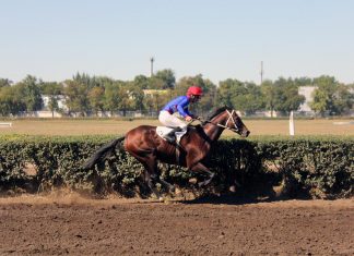 Законность закрытия ипподрома в Ростове проверит прокуратура Скачки на Кубок губернатора Ростовской области //Фото: Полина Сидоркова