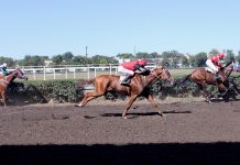 Минимущество Ростовской области подало иск к компании «Неометрия» из-за статуса земли ипподрома Скачки на Кубок губернатора Ростовской области //Фото: Полина Сидоркова