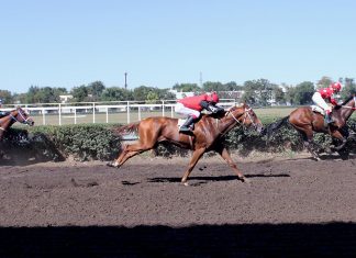 Минимущество Ростовской области подало иск к компании «Неометрия» из-за статуса земли ипподрома Скачки на Кубок губернатора Ростовской области //Фото: Полина Сидоркова