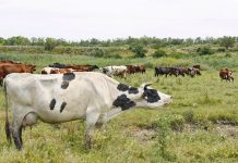 В Ростовской области поголовье КРС увеличилось на 2% Корова // фото предоставлено Татьяной Жаровой