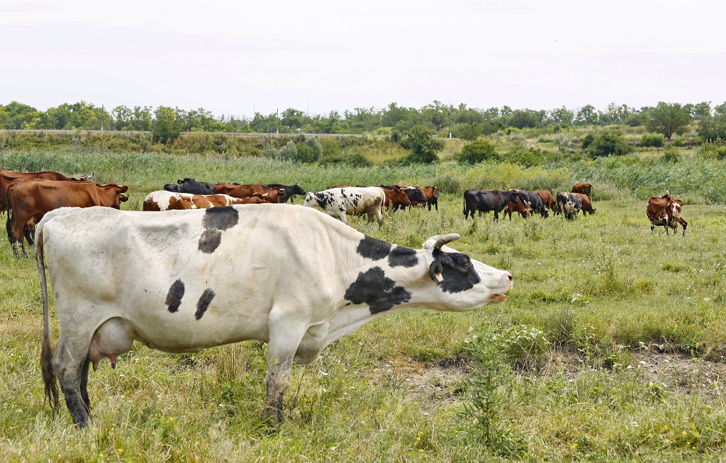 В Ростовской области у 15 тысяч коров обнаружен лейкоз