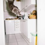 летающий кот // Фото: Daniel Gebhart de Koekkoek с сайта designyoutrust.com